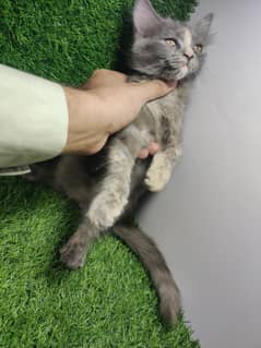 Persian kittens | Semi punch |  kittens For Sale