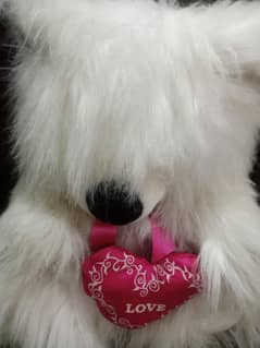 fluffy teddy 