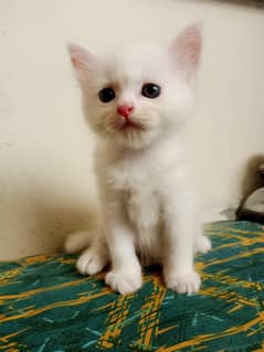 Persian