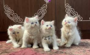Extreme quality Persian, ragdoll, or hamalayan kittens for sale