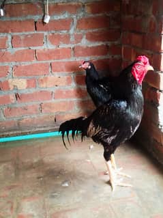 Black thai aseel