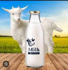 Pure desi goat milk
