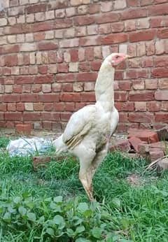 Pakistani aseel madii