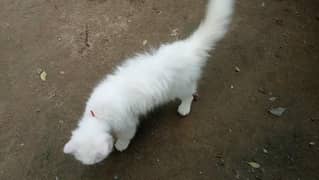 Beautiful pure white Persian