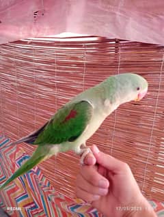 Talking Raw parrot  Male