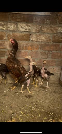 Aseel Hen with 6 Aseel chicks