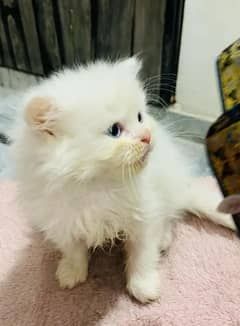 Cat Persian | cat baby | kittens | Blue eyes | ωatsap03186127889