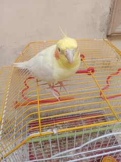 hand tame male cocktail