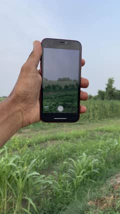 I phone Xr