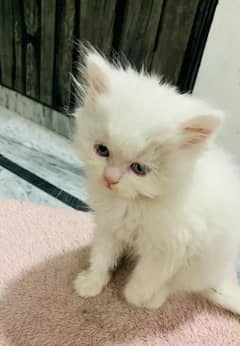 Cat Persian | cat baby | kittens | Blue eyes | ωatsap03186127889