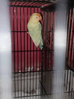 Parblue Pale Fellow male Age 8 Months MASHA ALLAH Health And Active