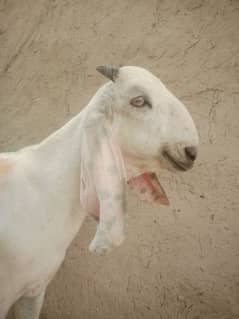 Bakra