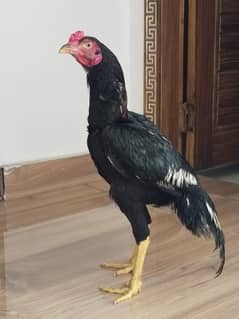 Aseel murgha