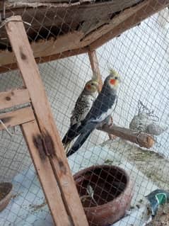 Breeding pair