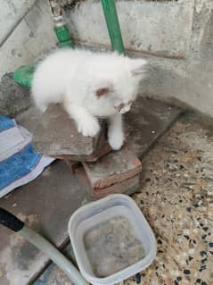 3 kittens persian and russian mix white