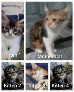 Persian Cat with babies for sale.