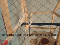 Beautiful parrots fir sale