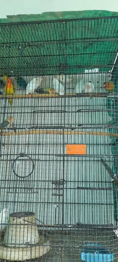 Good healthy lovebird pair