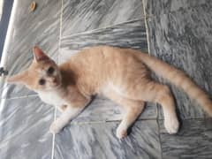 Persian