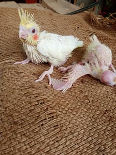 Cockatiel