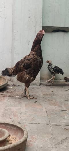 Aseel Mianwali hen with 5 Chick's