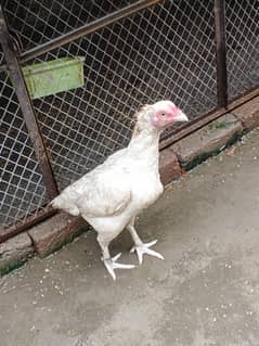 Heera female
