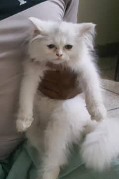 persian white female