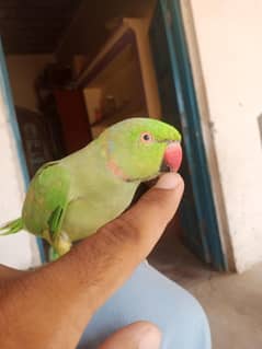 Hand