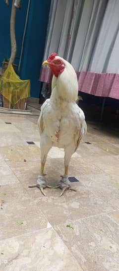 Murgaa