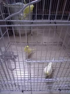 parrot with cage 3 pair