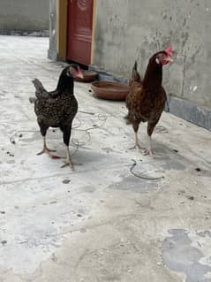 4 hens