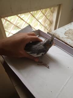 coctail chicks eno pied and cream split available