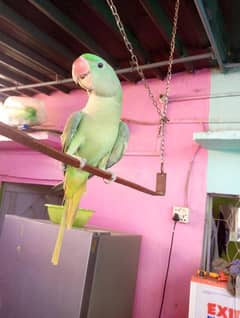 Raw and papari parrot