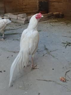 Aseel chicks for sale