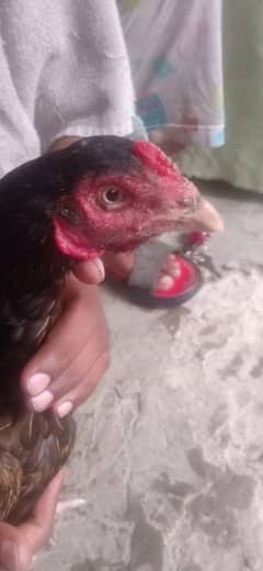 Aseel mianwali