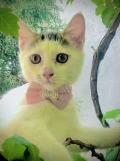 Presian. Cat