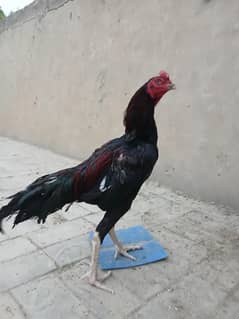 breeder aseel murga