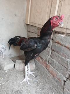 breeder aseel murga