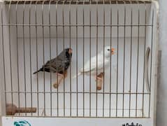 charcoal finches