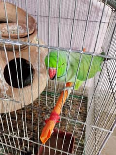 Green Ringneck Pair ( Breeding Pair)
