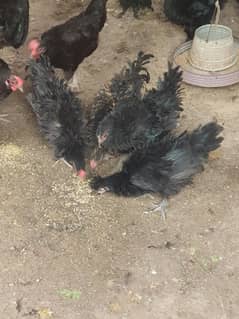 Frizzel Hens