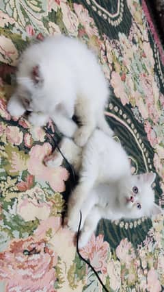 3 kittens persian and russian mix white