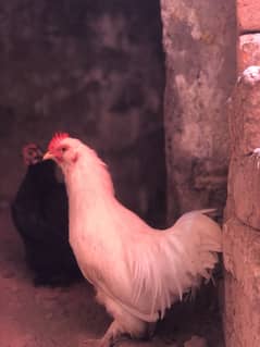 2no Bantam male ha  03097731803