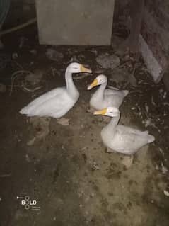 ducks