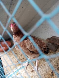 mianwali nasal pair aseel good breeding pair
