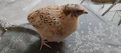 Japanese quail for sale
