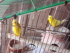 Budgie parrots pair of Red eyes