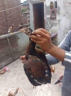 2 male hai or 4 female