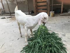 rajan pur 3 month ka