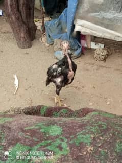 Aseel chicks trio set